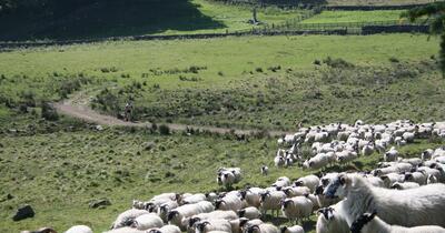 sheep running through field