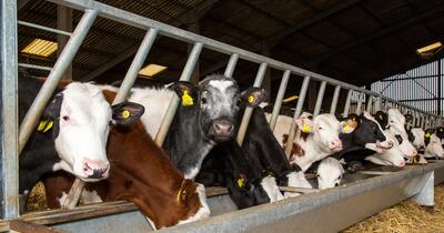 Cows eating in a barn