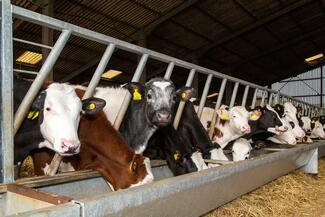 Cows eating in a barn