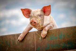 pig looking over a fence