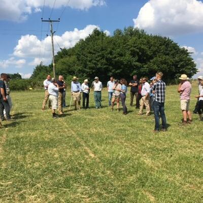 Beef and sheep group gathering